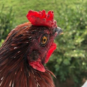 Meet your Posher, Jack